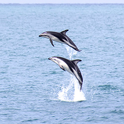 https://nztour.co.nz/wp-content/uploads/kaikoura-dolphin.jpg